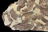 12.5" Fossil Fish (Gosiutichthys) Mortality Plate - Lake Gosiute - #130031-1